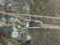 mise_en_tension_noeud_et_mouflage2.JPG (58034 octets)