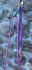 nd_coeur_deb3.JPG (34766 octets)